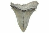 Serrated, Fossil Megalodon Tooth - South Carolina #236323-1